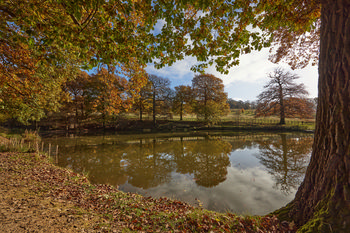 Autumn trees and lake - Copy This landscape photograph shows a rural scene in England, United Kingdom, near Hardwick Hall. The image features a pond surrounded by autumn trees, with branches displaying a mix of green and orange leaves. The water in the pond provides a clear reflection of the trees and sky above, creating a mirrored effect characteristic of calm water surfaces. The trees along the edge of the pond are typical of the rural English countryside in the autumn season, with fallen leaves covering the ground. The photograph was taken in the late morning, and the natural light highlights the colours of autumn foliage and the tranquil atmosphere of the location. Hardwick Hall is located in the vicinity, set amidst the landscape of rolling fields and clusters of trees.